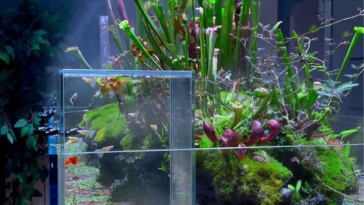 What else do you want to see flying in the sky?