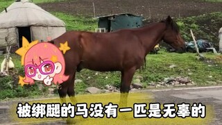 لا يوجد حصان مربوط الأرجل بريء.