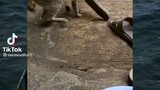 Cat snatches Flip flop on mistake