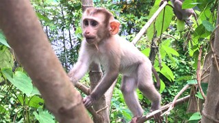 More skillful they are up and down the tree, the three monkeys