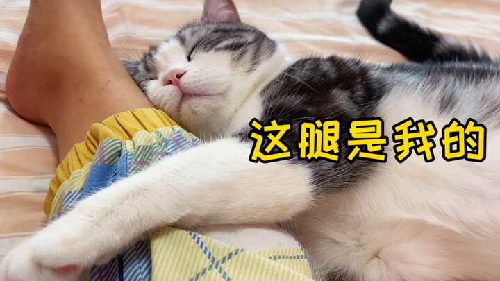 Seberapa kuat rasa posesif kucing? Demi mencegah kucing lain mendekat dan menggemaskan tuannya, ia l