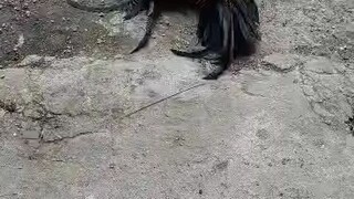 lakas mangaasar hahahha