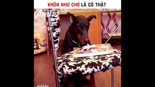 Khôn Như Chó Là Có Thật