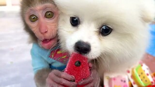 Monkey Baby Bon Bon go to a new home and eat fruit with the puppy in the garden