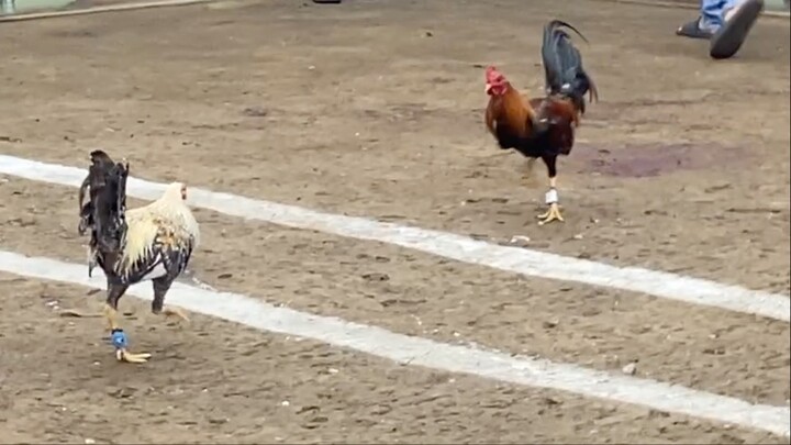 BULIKS VS MAYAHIN, 110k PARADA LUCENA VS GUMACAA #SABONG INTERNATIONAL