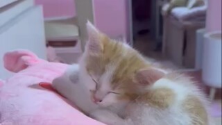 Sleeping Cat