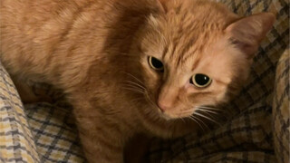 This is what it's like to raise a cat normally.