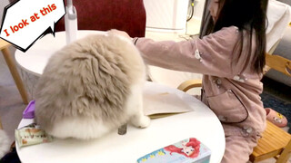 Ragdoll แกล้งนายน้อยไม่ให้ทำการบ้าน