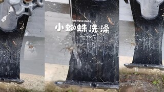 每次我打开水龙头，这只小蜘蛛总会出来洗澡💦🕷️