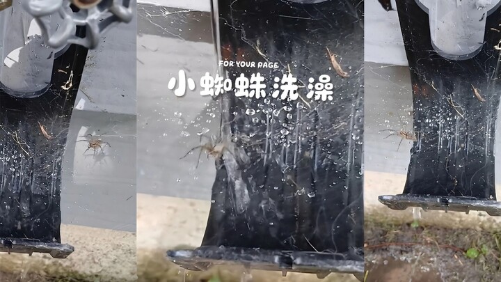 每次我打开水龙头，这只小蜘蛛总会出来洗澡💦🕷️