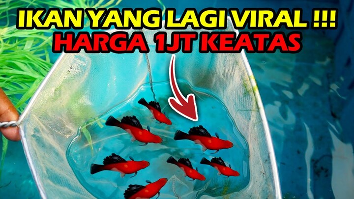 Peluang Bisnis Menghasilkan Dollar, Budidaya Ikan Platy dengan Harga 1Jt Up !!! Auto Kaya !!!