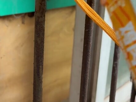 Stray cat rescue: a self-rescuing kitty