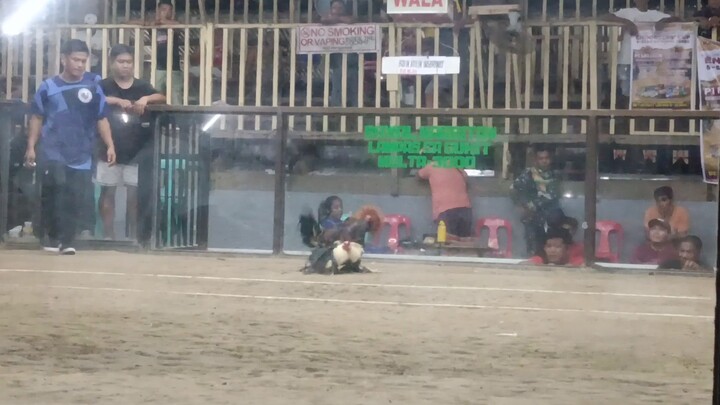 Raptor SweaterxGilmore 9 mos vs Good looking Grey Cock, napakagandang laban (Draw)