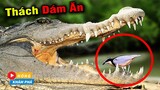 Bí mật về loài chim duy nhất được phép xỉa răng cho cá Sấu| Hóng Khám Phá