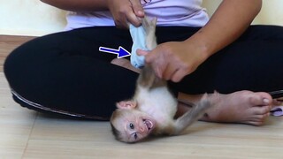 Cute Baby Monkey Maku Cry Seizure When Mom Wear clothes to Him Before Eating Fruits