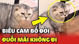 Biểu cảm BỐ ĐỜI của thanh niên Mèo bị đuổi mãi nhưng không đi 😂 | Yêu Lu