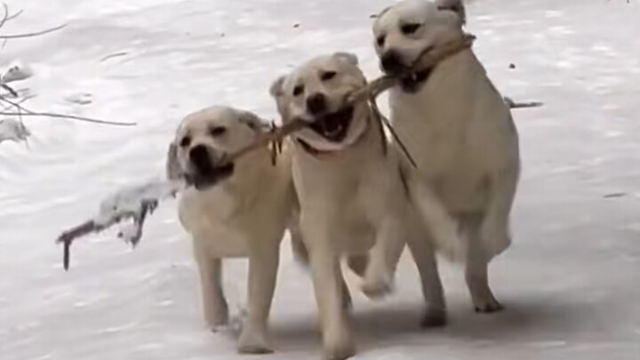 “Mungkin itu sebabnya orang memelihara anjing!”