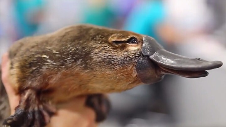 Platipus juga cukup lucu kok