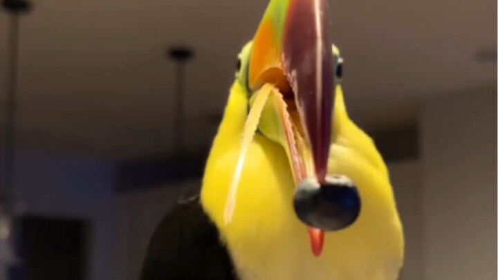 (Burung toucan) Mengantuk + Blueberry = Menjulurkan lidah kecil