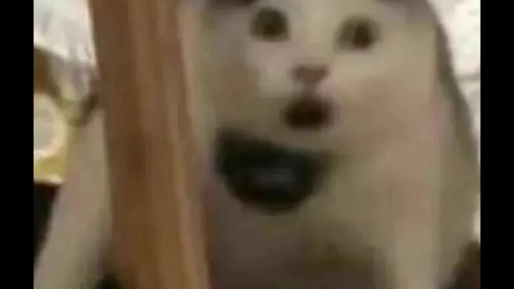 يا له من حظّ يحمل منصبًا رسميًا في مصيرك، حتى إنك لا تحتاج إلى تصفّح الكتب!