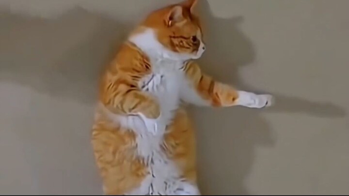 funny pets video - top amazing 001