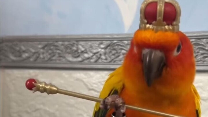 นกเพี้ยนบนติ๊กต็อก #208