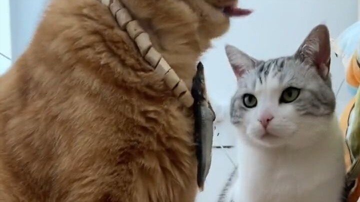 For the First Time, I Saw Envy in a Cat’s Eyes