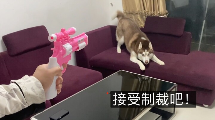 Jika ditembak dengan pistol mainan, apakah anjing husky itu akan merasa takut?