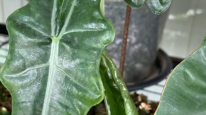 ดราก้อน