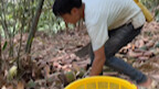 Gently awaken the slumbering heart, carefully selecting tender bamboo shoots.
