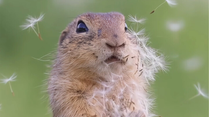 “Video dễ thương và đầy tính chữa lành thế này – bạn muốn chia sẻ ngay lập tức cho ai?”