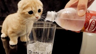 Reaksi anak kucing saat melihat minuman berkarbonasi untuk pertama kalinya sangat lucu!
