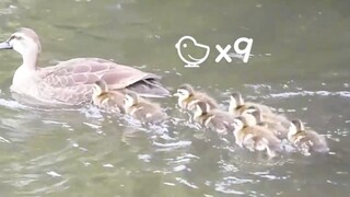 Mẹ Vịt: Không ai có thể bị bỏ lại phía sau