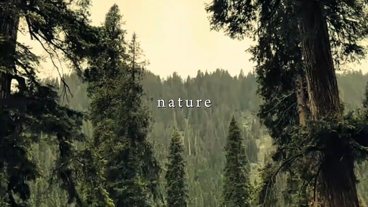 Lost in Nature’s Embrace 🌲✨