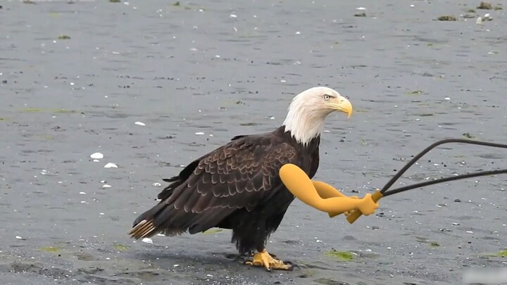 American Eagle HD (คำบรรยายภาษาจีนทำเอง)