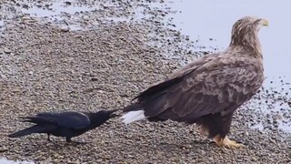 What is this, a white-tailed eagle? Take a bite.