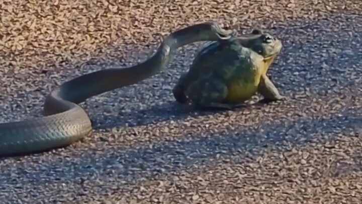 A snake chases and bites a bullfrog on the road.