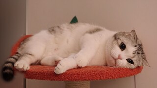 You can't guess what's on a little cat's mind