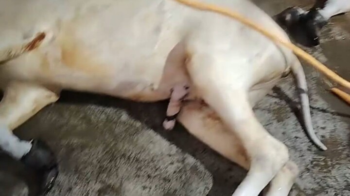 Con lừa thật là ngầu quá!