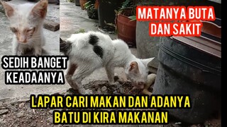 ANAK KUCING MATANYA BUTA KELAPARAN MENCARI MAKAN DI JALANAN..!