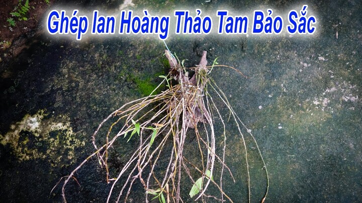 Cách Trồng Lan HOÀNG THẢO TAM BẢO SẮC ghép lan trên gỗ lũa | Hương Rừng Xanh