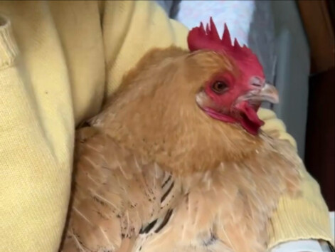 กู่กู่วัย 2 ขวบ เหมือนจะแก่ไปแล้ว