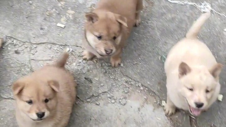 ลูกหมาน้อยและลูกหมาตัวเลอะๆ ที่บ้านคุณย่า ชอบฟังเสียงอุ้งเท้าของพวกมันกระทบพื้นดังเป๊ะปังเป๊ะปังมาก!