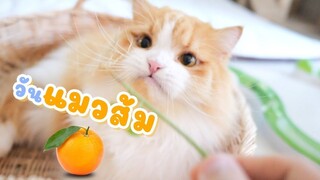 จิ้กจกยักษ์ในทีวี