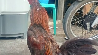 Alimbuyugin (Win) iyak yung mga kalaban sila ang nag bayad hahaha