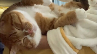 Makan saja harus memeluknya saat tidur