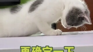 又是逗猫开心的一天