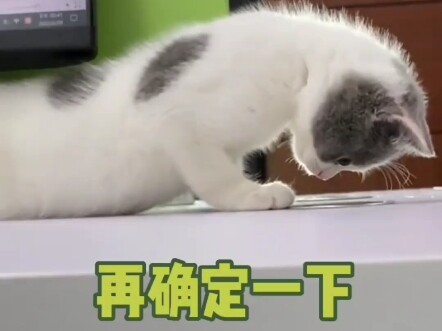 Another happy day of amusing the cat