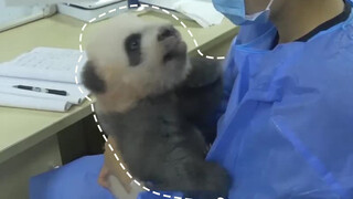 [Animals]Funny interaction between the panda baby and its breeder