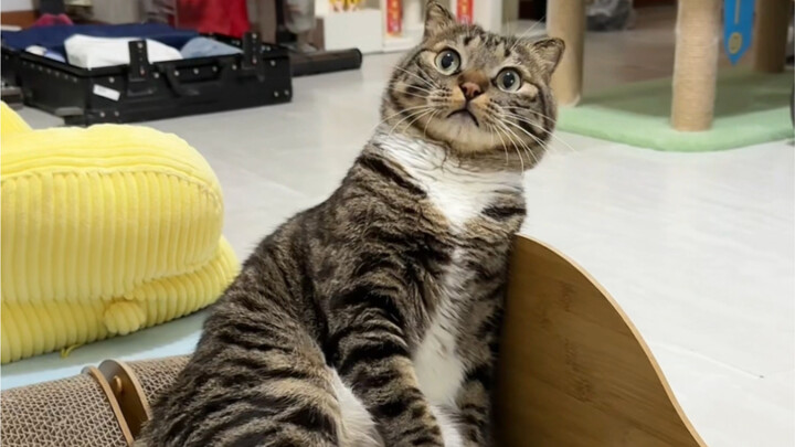 ฝันว่าชูจวนเป่าถูกคนทารุณกรรมแมวขโมยไป! ขยะแขยงคนที่ทารุณสัตว์ทุกคน!!!